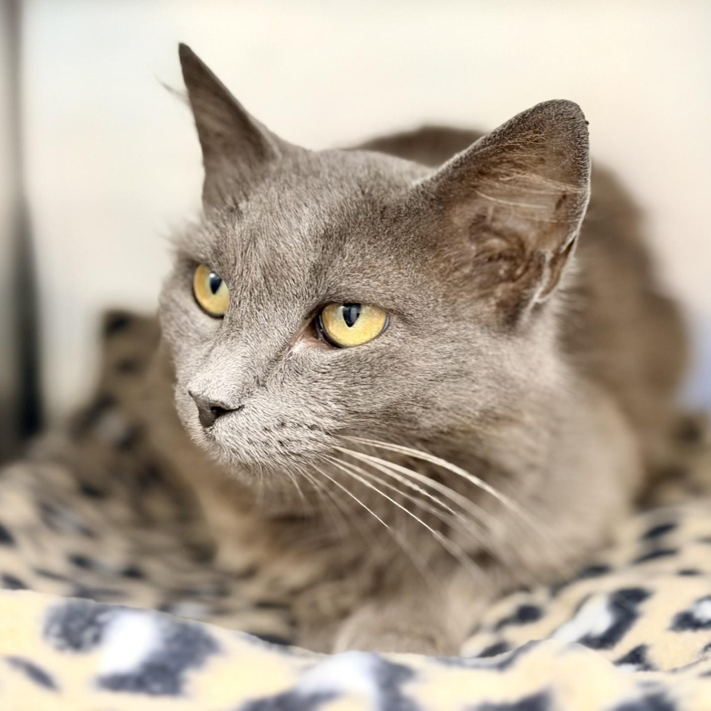 Nadine, a ADOPTABLE Domestic Medium Hair in Manahawkin, NJ image 2/2