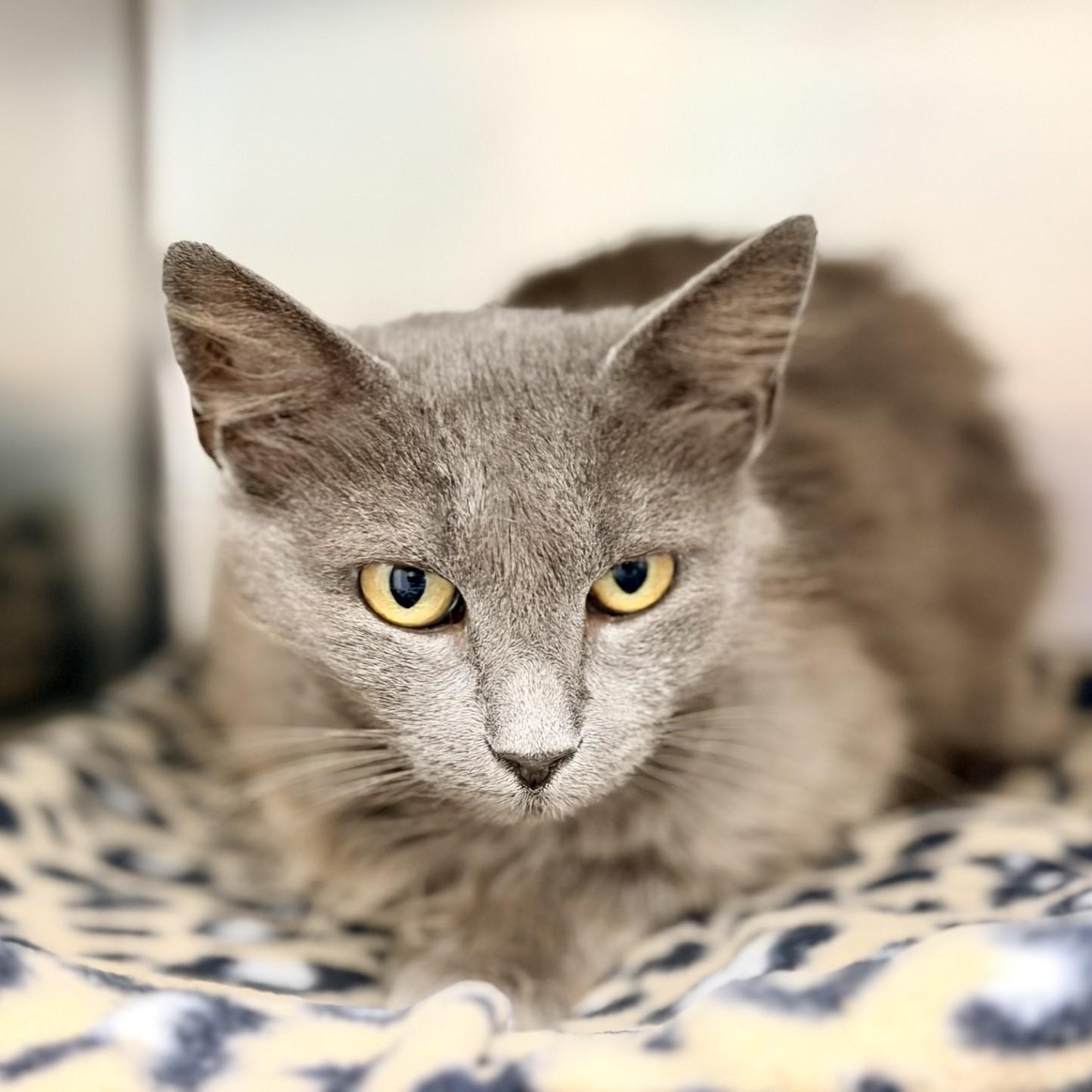 Nadine, ADOPTABLE, Adult Female Domestic Medium Hair.