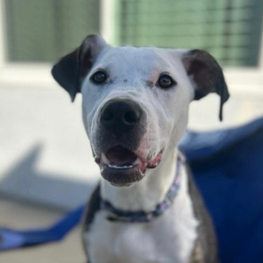 Enlarge Sierra, a Adoptable mixed breed in Citrus Heights, CA image 2/6