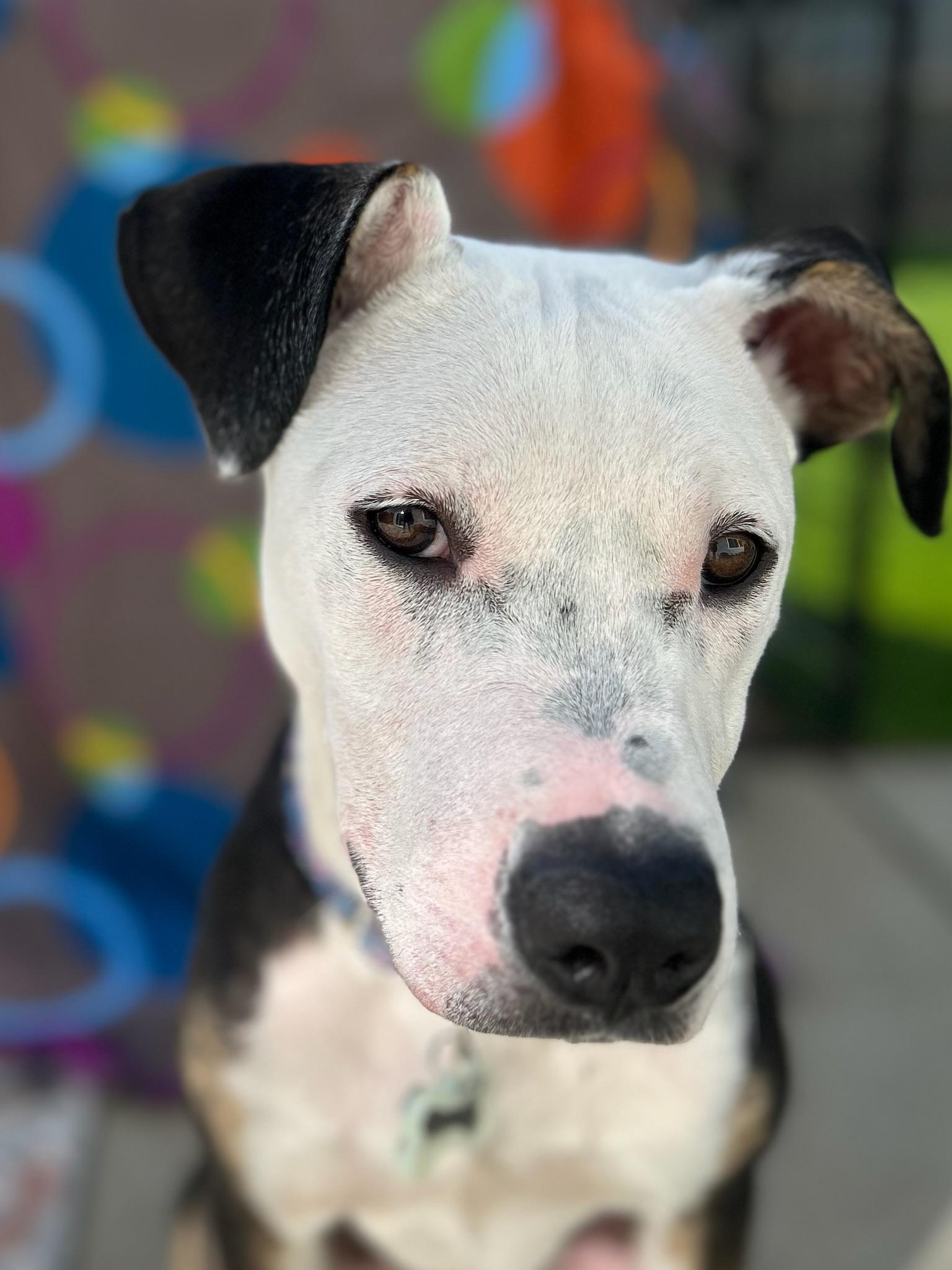 Enlarge Sierra, a Adoptable mixed breed in Citrus Heights, CA image 1/6