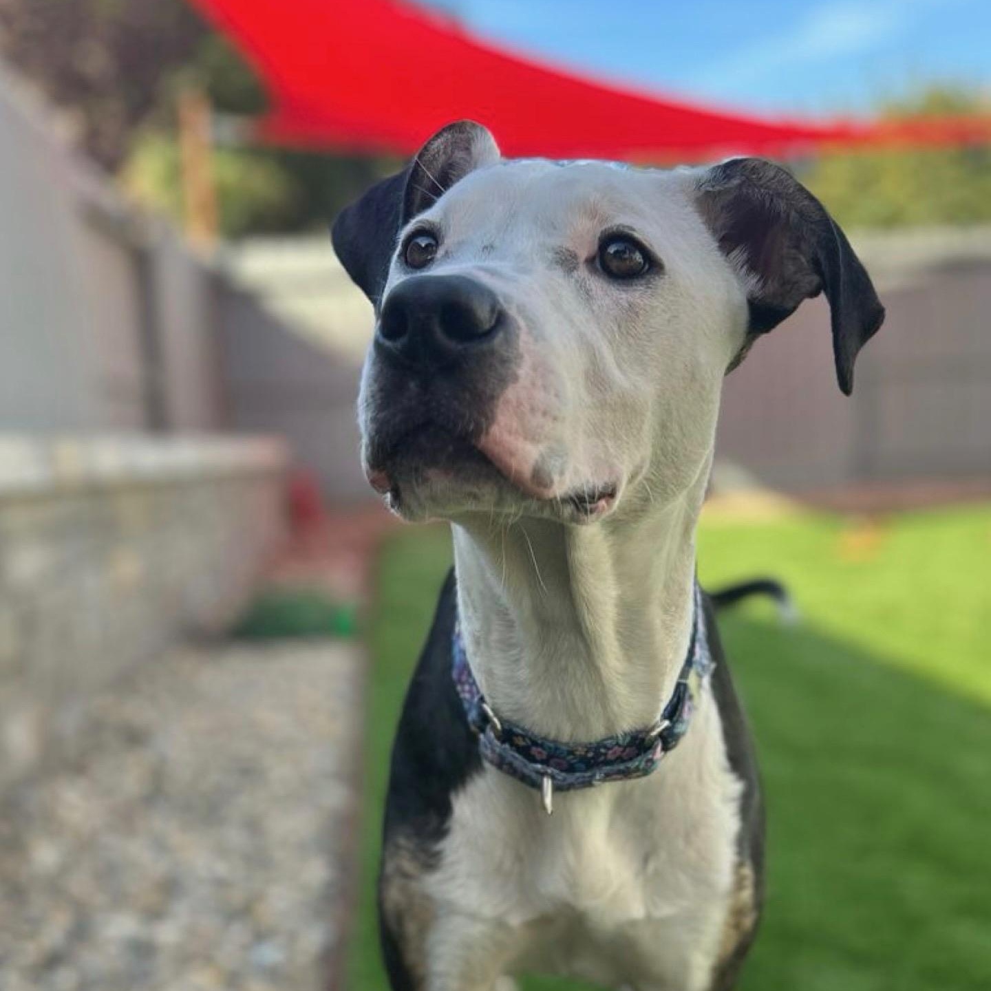 Enlarge Sierra, a Adoptable mixed breed in Citrus Heights, CA image 3/6