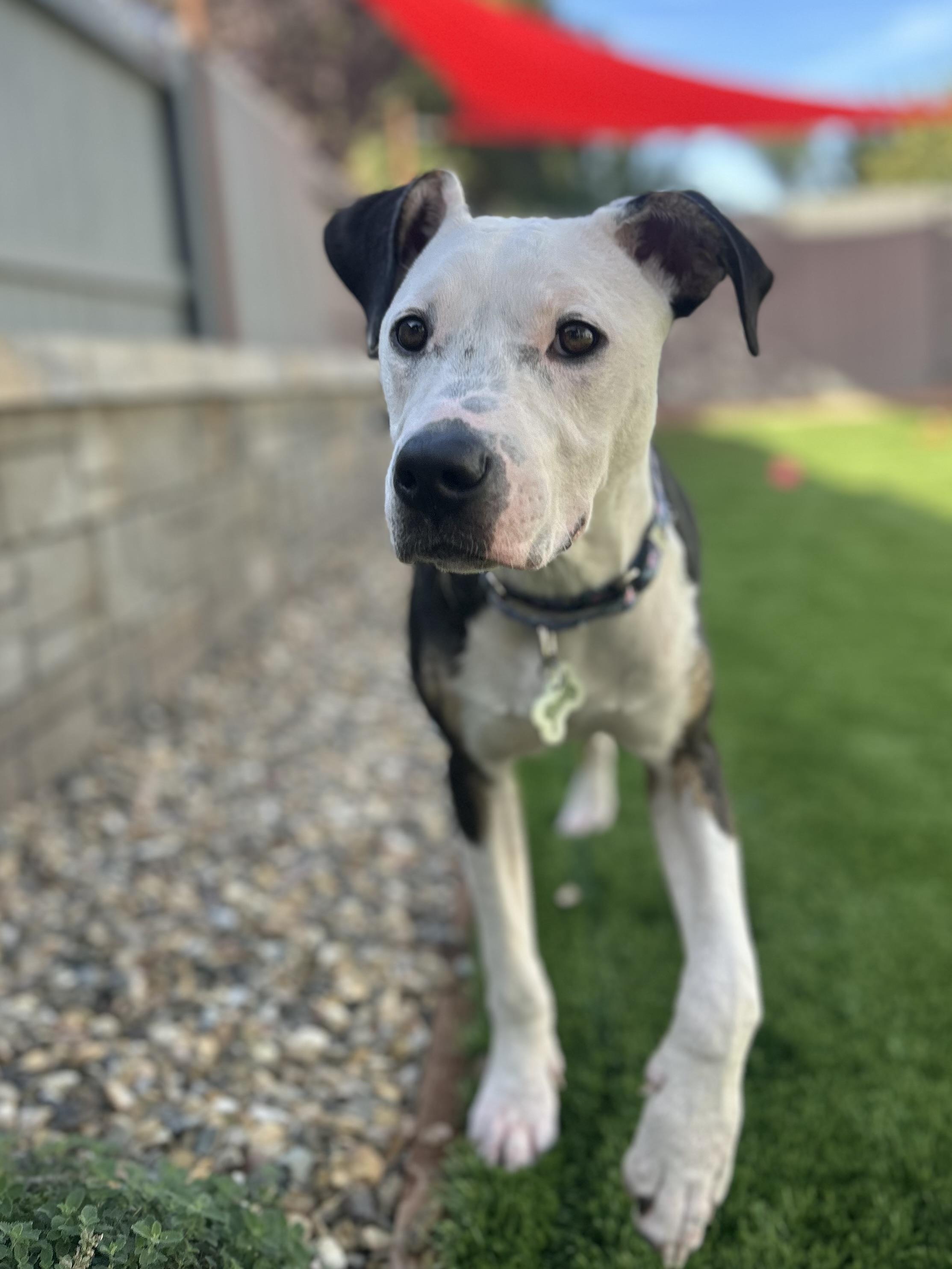 Enlarge Sierra, a Adoptable mixed breed in Citrus Heights, CA image 6/6