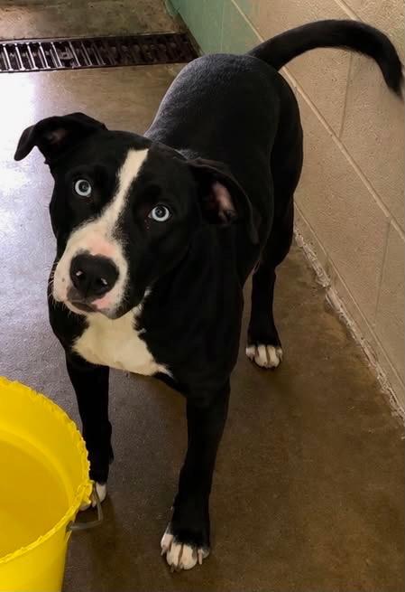 Toast, Adoptable, Puppy Female Mixed Breed.