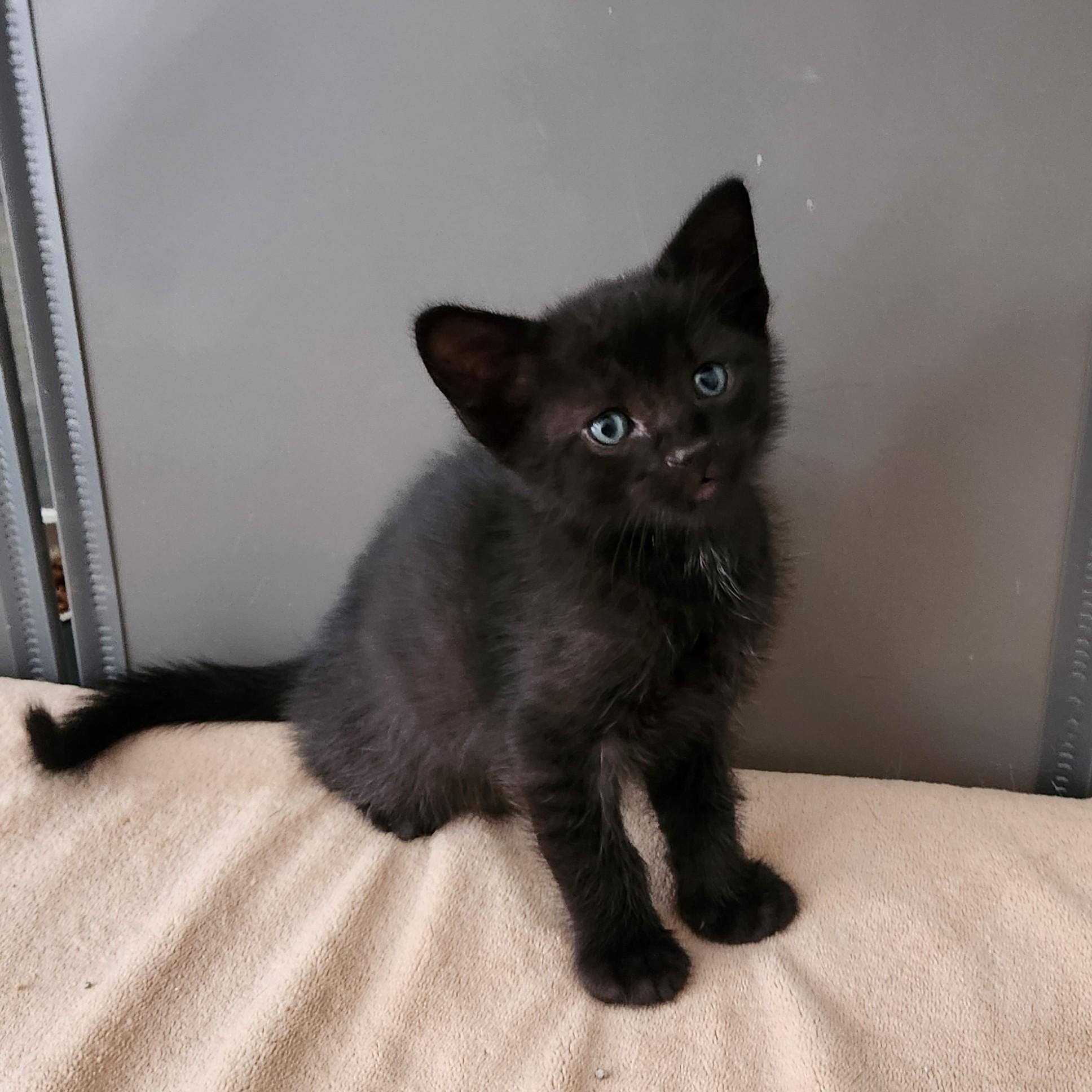 Churros, a Adoptable Domestic Short Hair in Allen, TX image 6/6