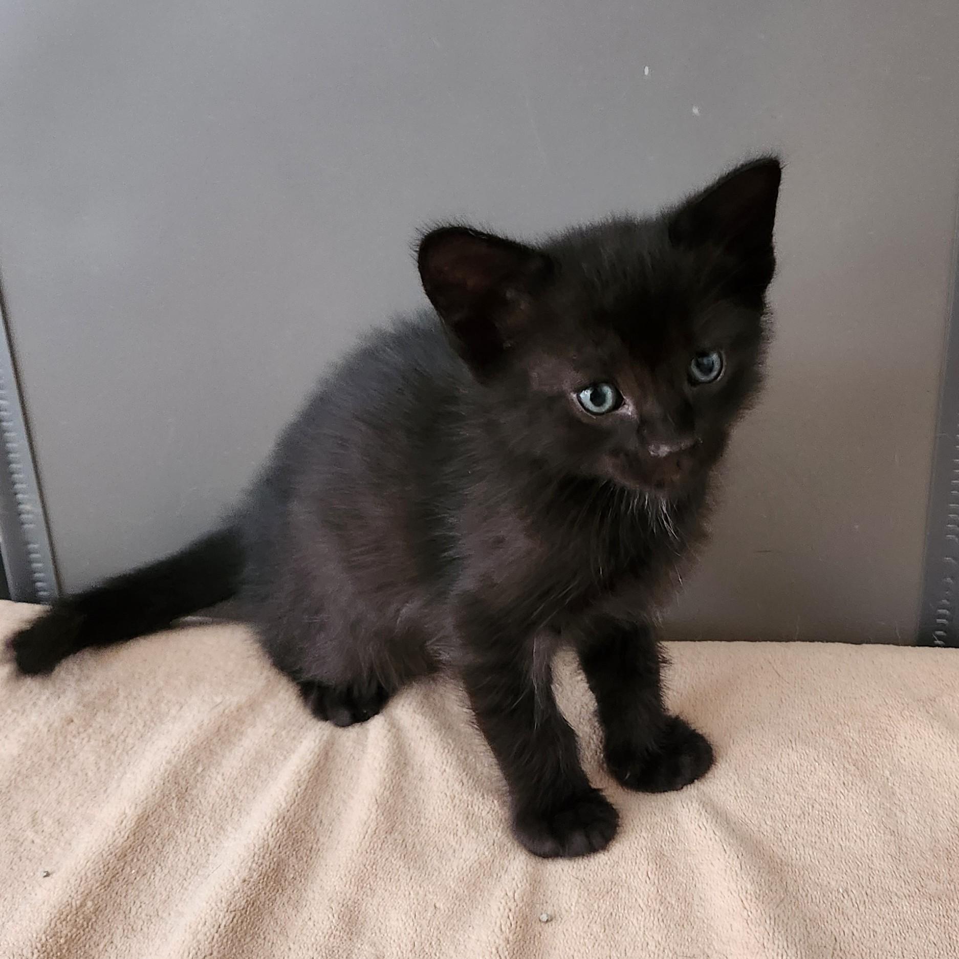 Churros, a Adoptable Domestic Short Hair in Allen, TX image 4/6