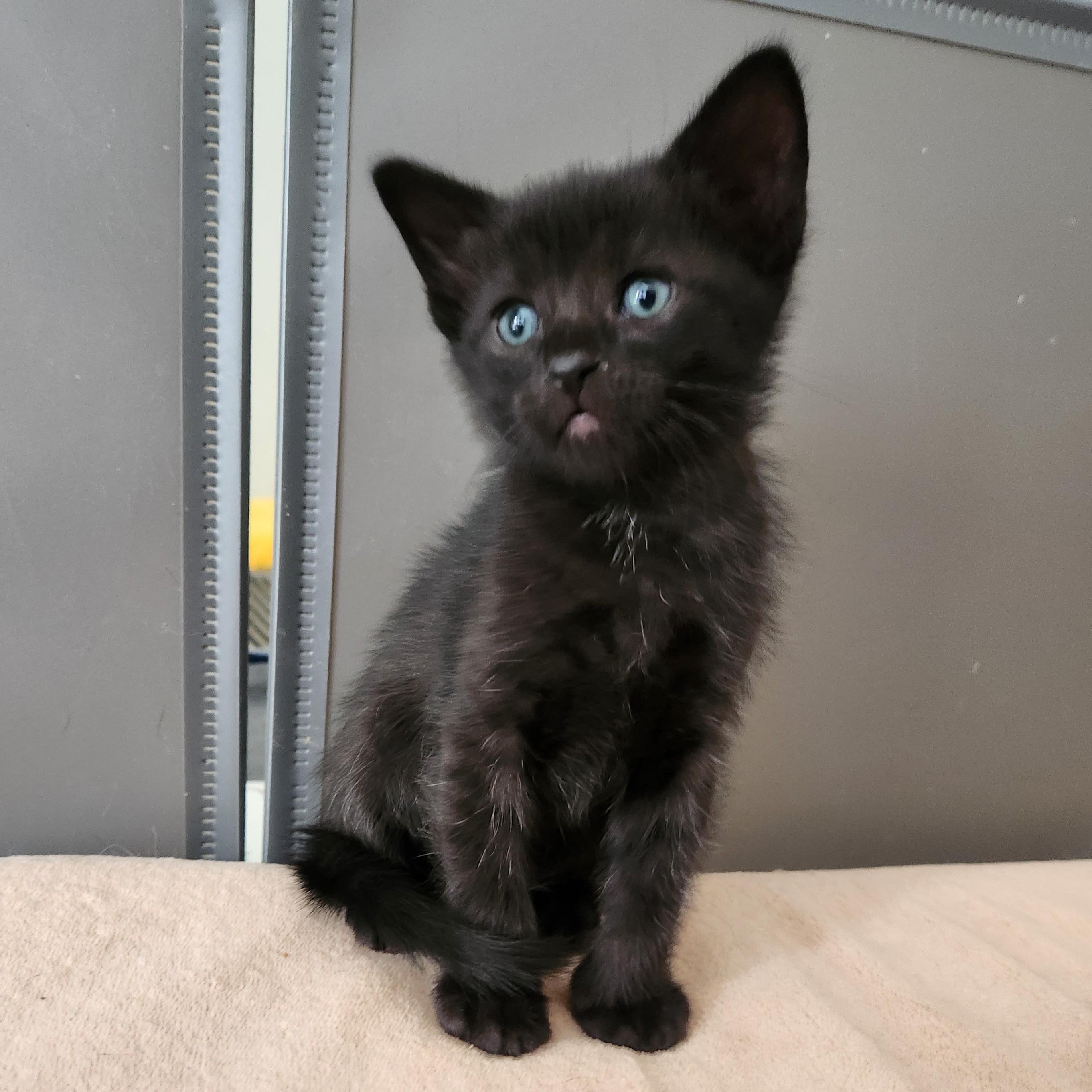 Churros, a Adoptable Domestic Short Hair in Allen, TX image 1/6