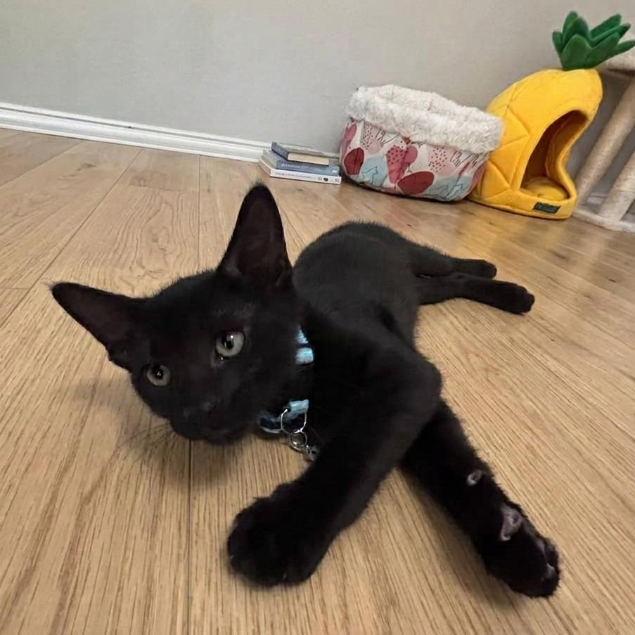 Enlarge Churros, a Adoptable Domestic Short Hair in Allen, TX image 4/4