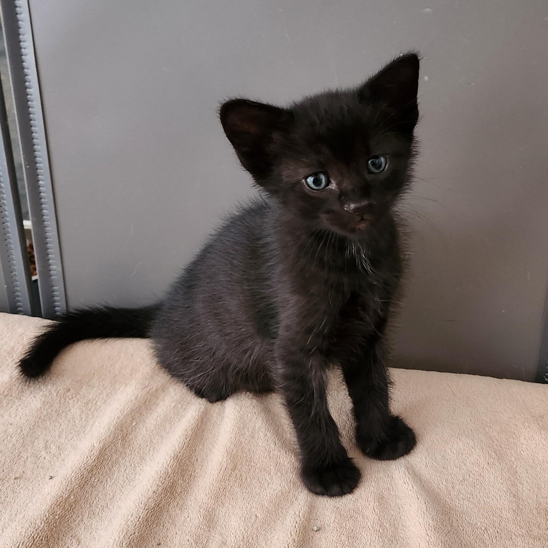 Churros, a Adoptable Domestic Short Hair in Allen, TX image 5/6