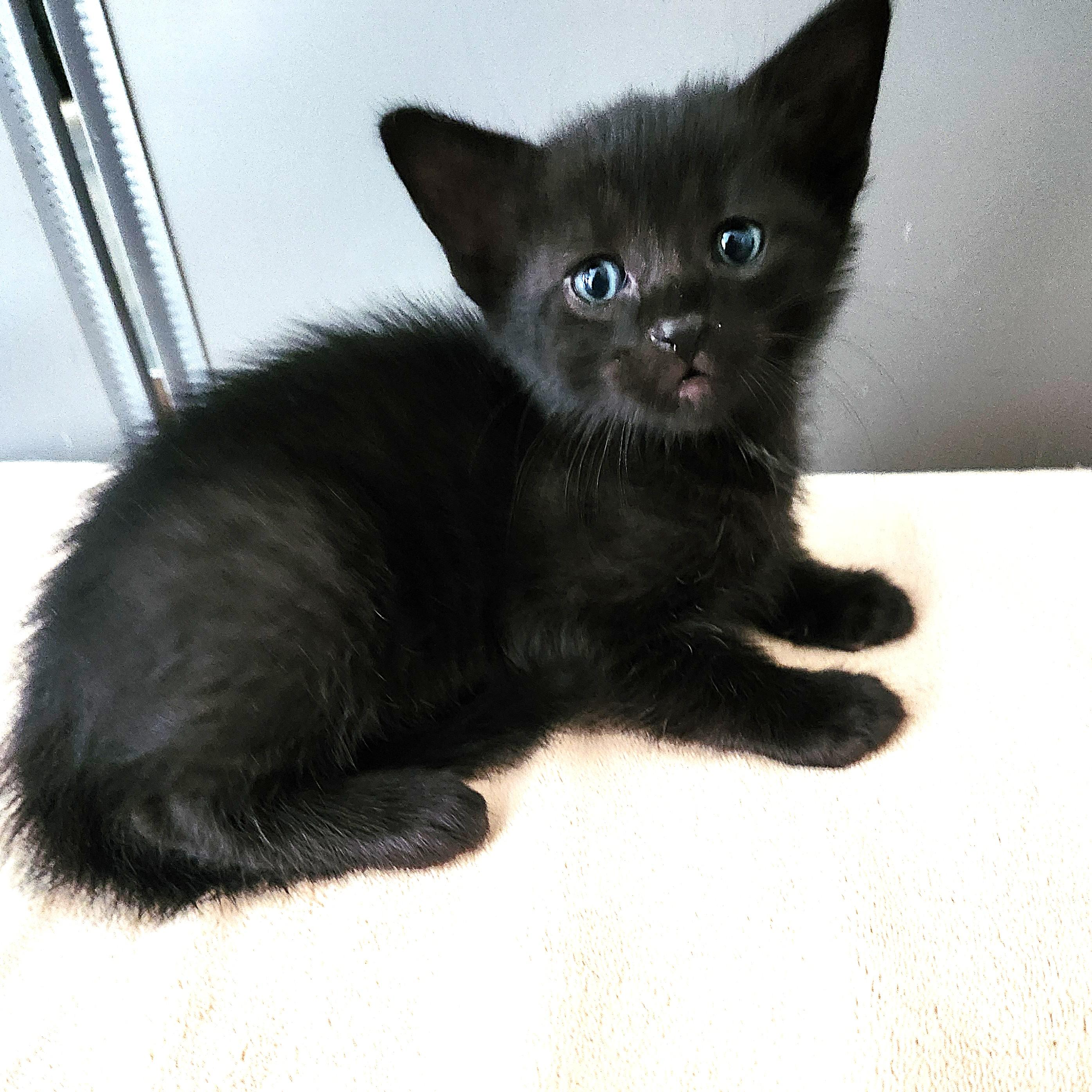 Churros, a Adoptable Domestic Short Hair in Allen, TX image 2/6