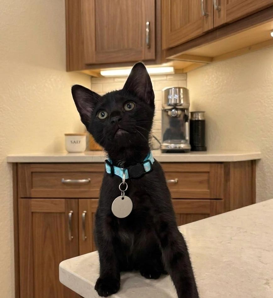 Churros, Adoptable, Kitten Male Domestic Short Hair.