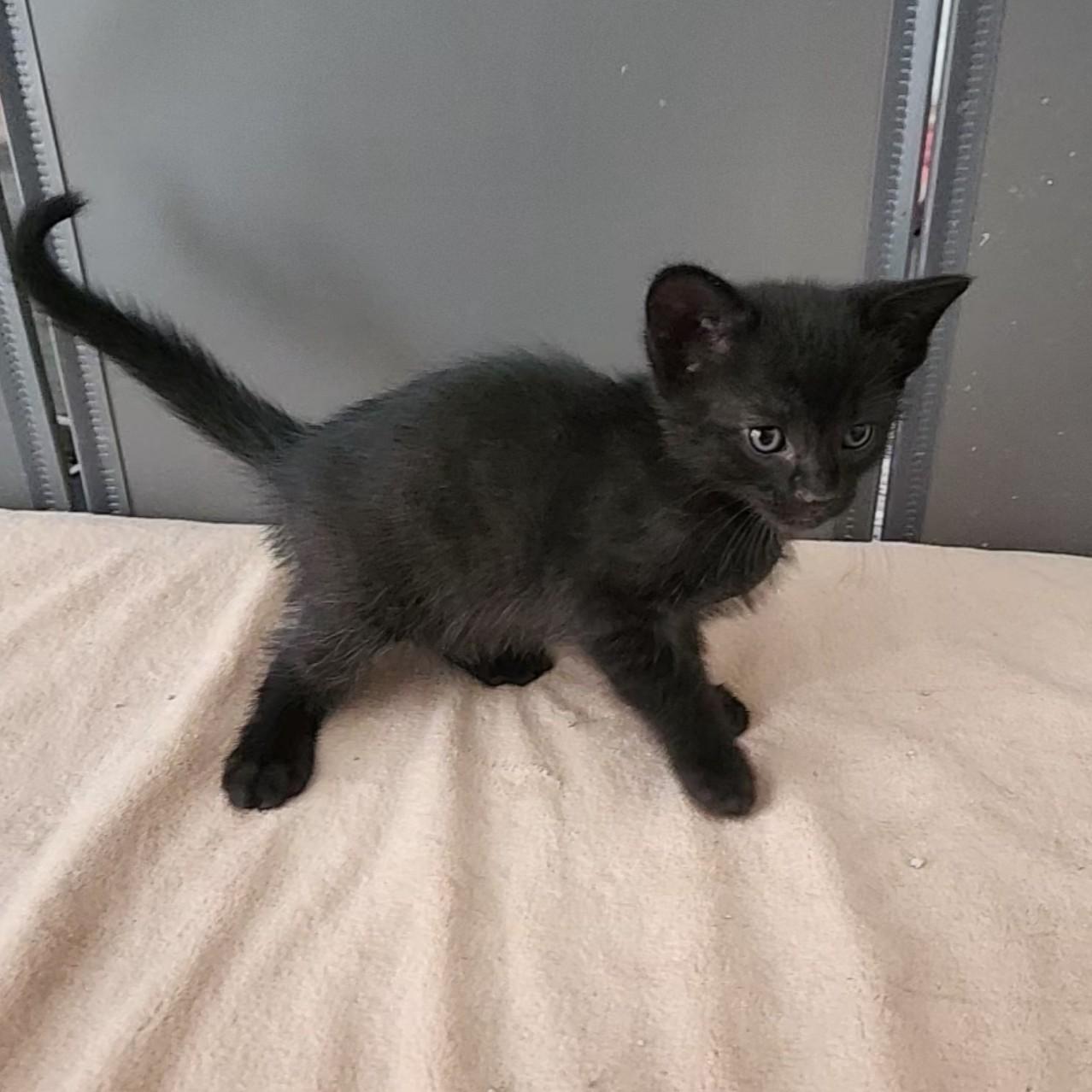 Churros, a Adoptable Domestic Short Hair in Allen, TX image 3/6