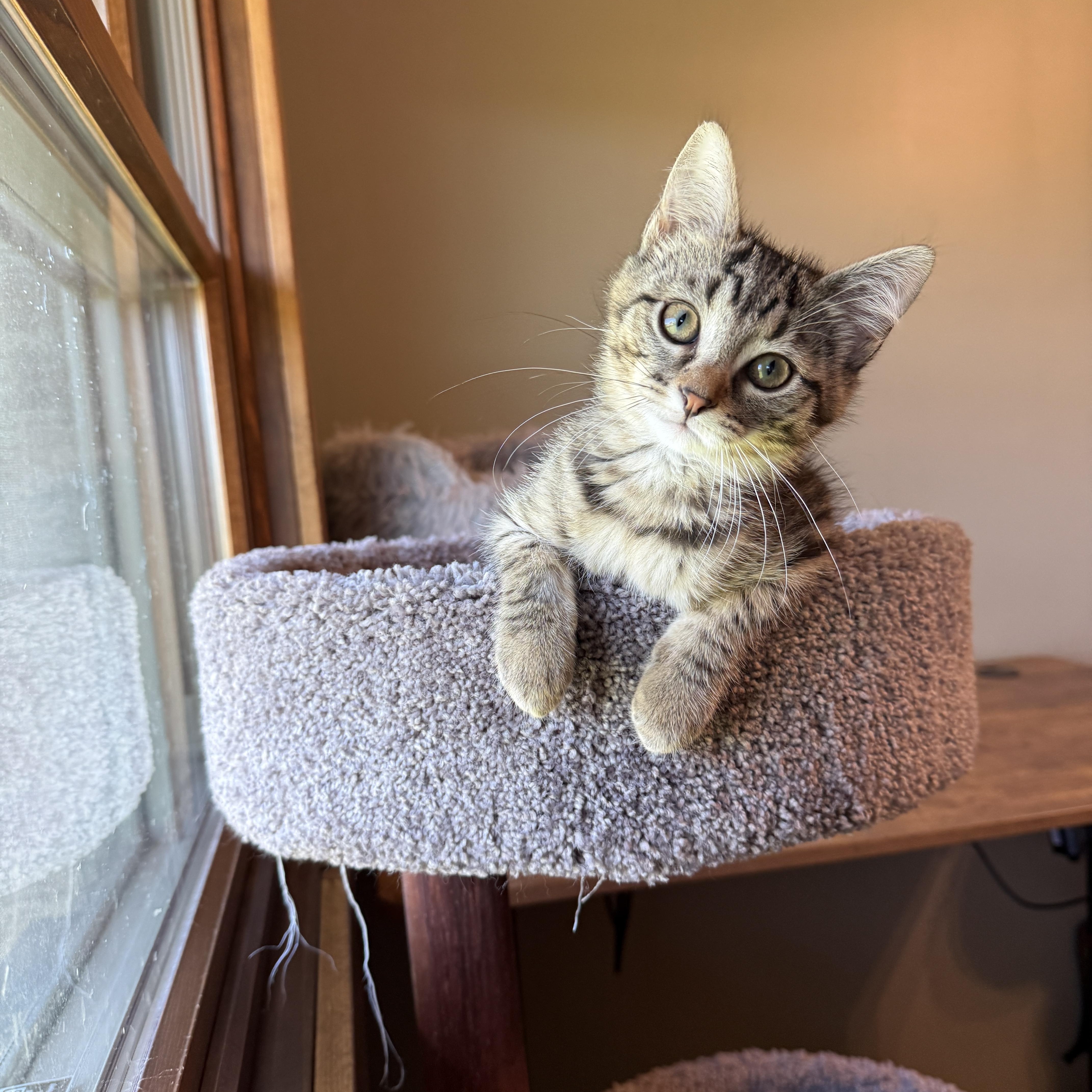 Enlarge Jenny, a Adoptable Domestic Short Hair in Hartville, OH image 2/5