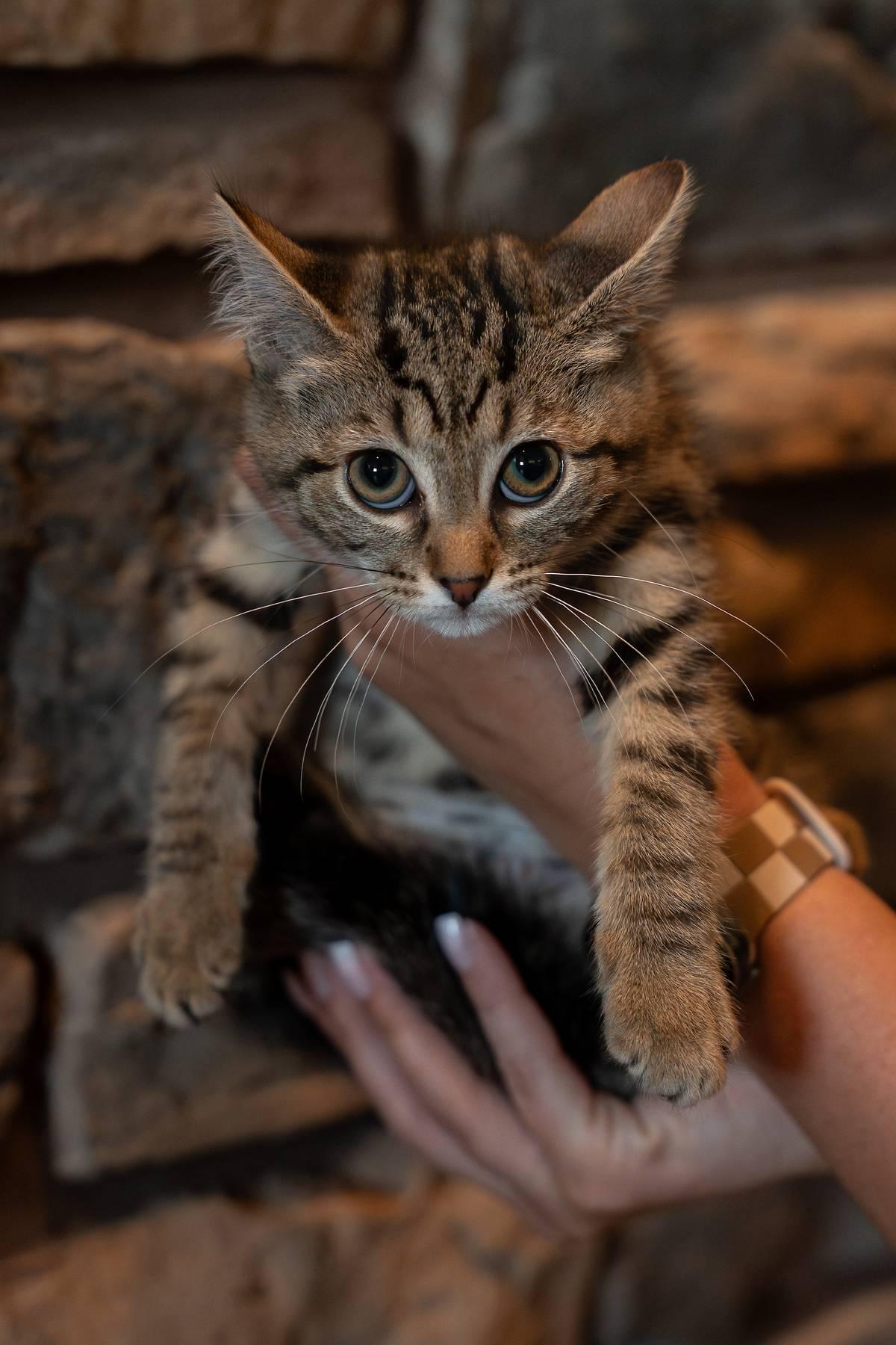 Enlarge Jenny, a Adoptable Domestic Short Hair in Hartville, OH image 3/5