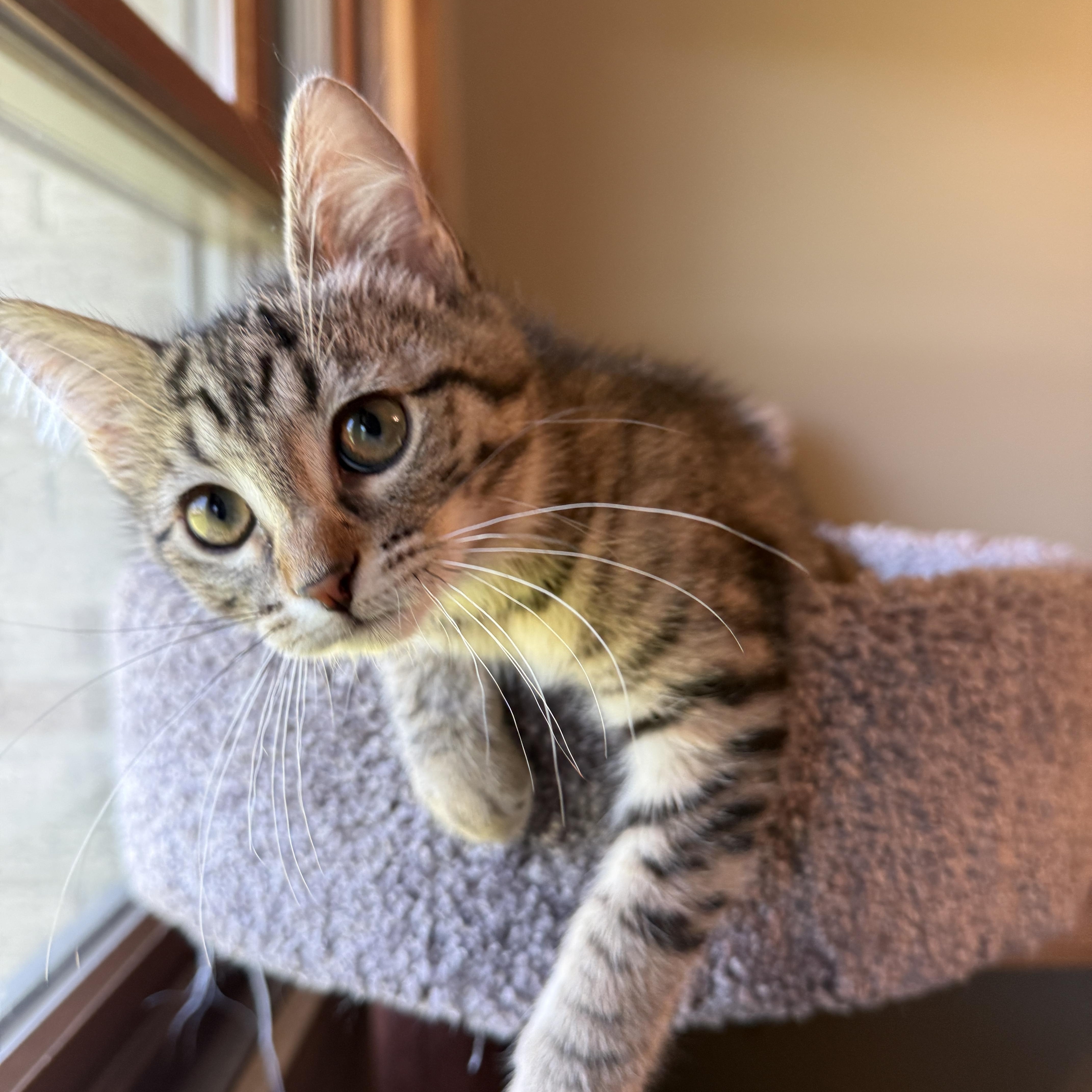 Enlarge Jenny, a Adoptable Domestic Short Hair in Hartville, OH image 4/5
