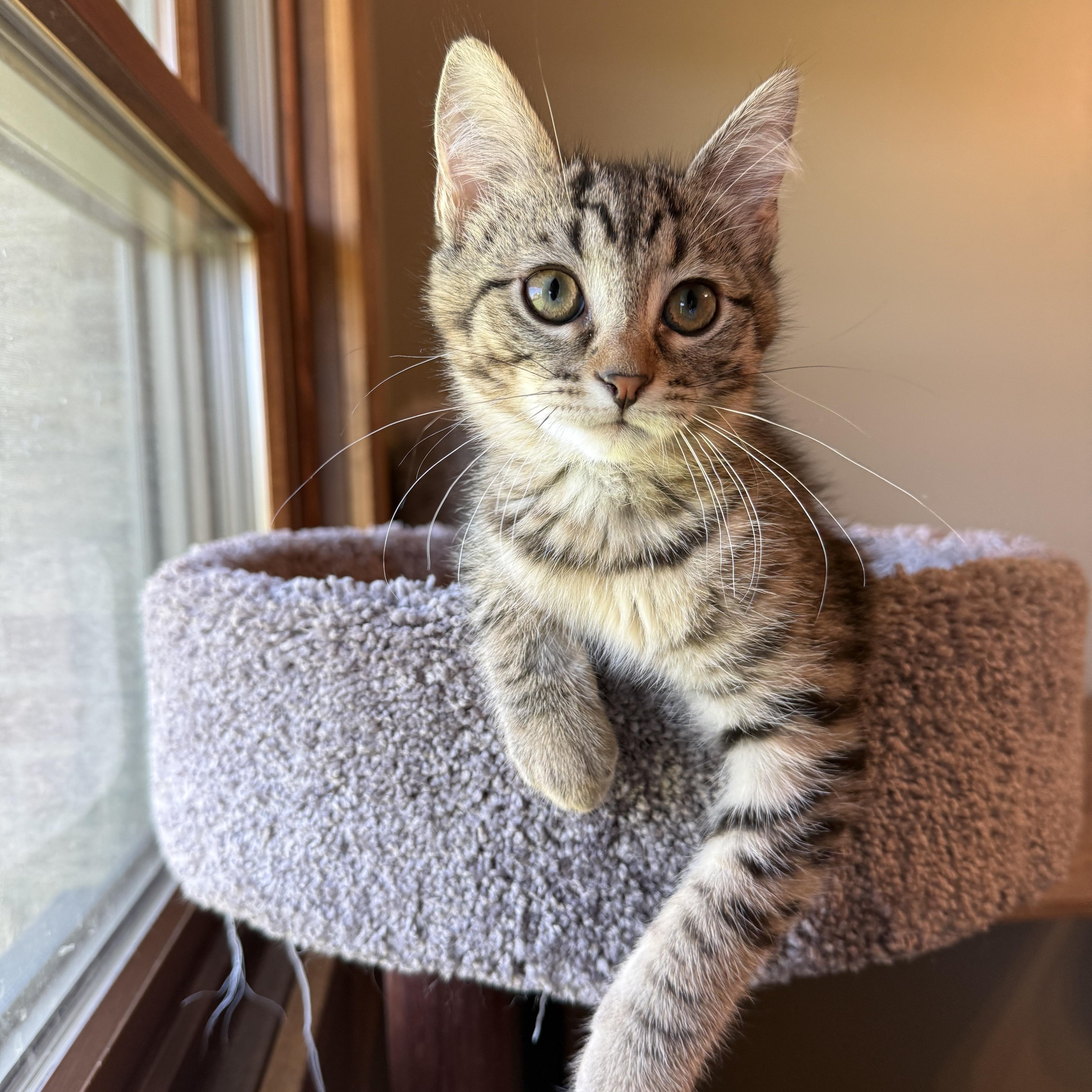 Jenny, Adoptable, Kitten Female Domestic Short Hair.