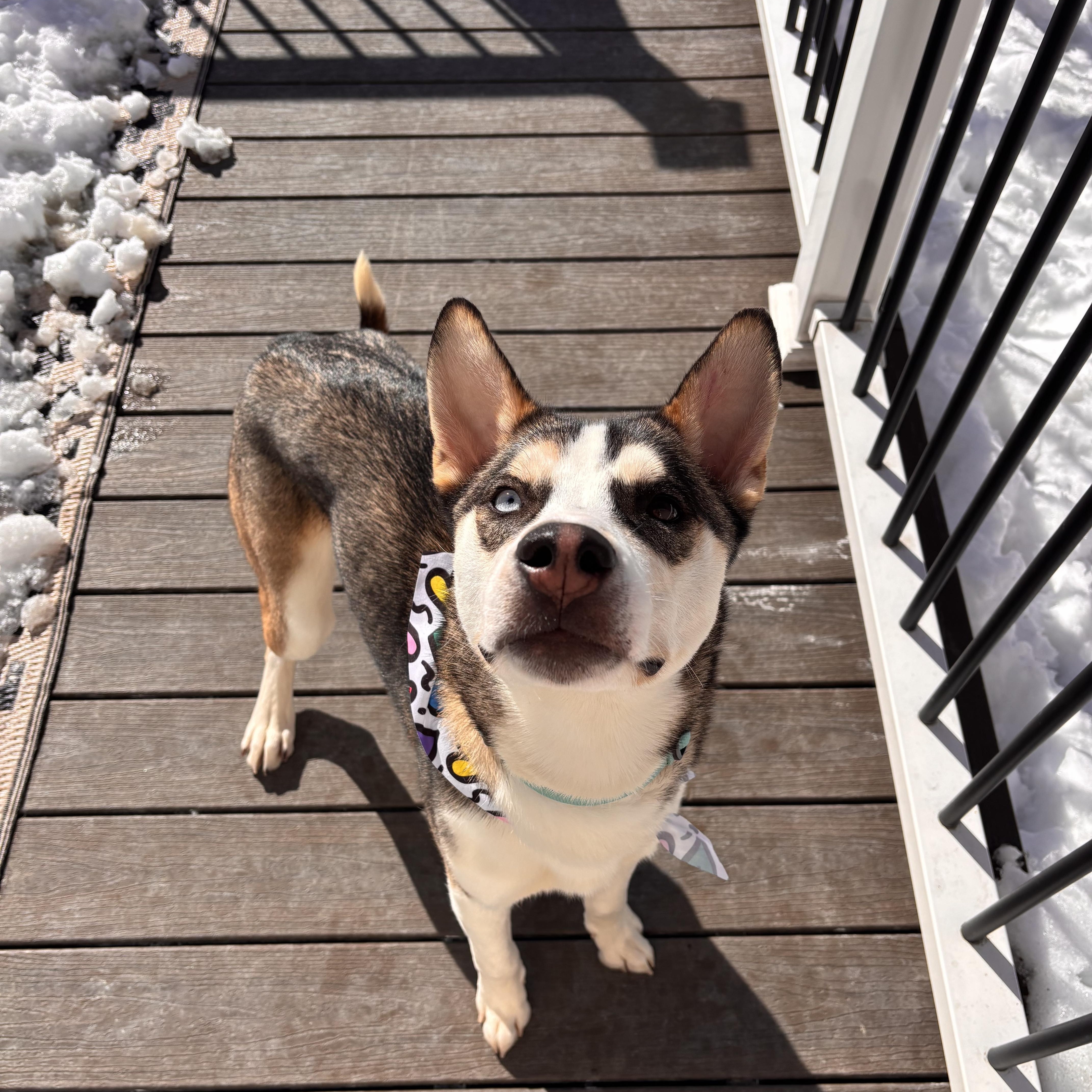 Enlarge Luke, a Adoptable Siberian Husky in Weston, MA image 2/6