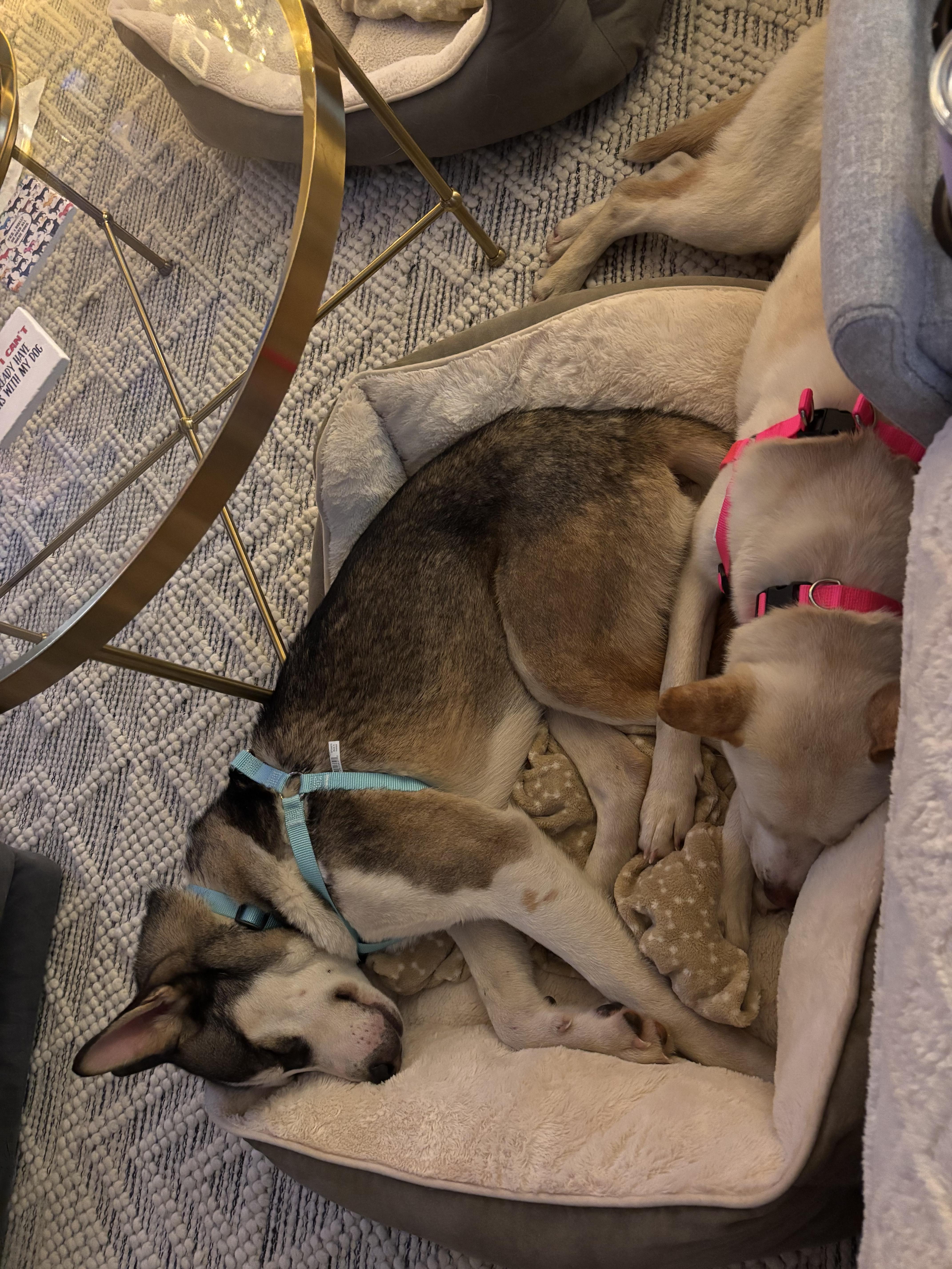 Enlarge Luke, a Adoptable Siberian Husky in Weston, MA image 4/6