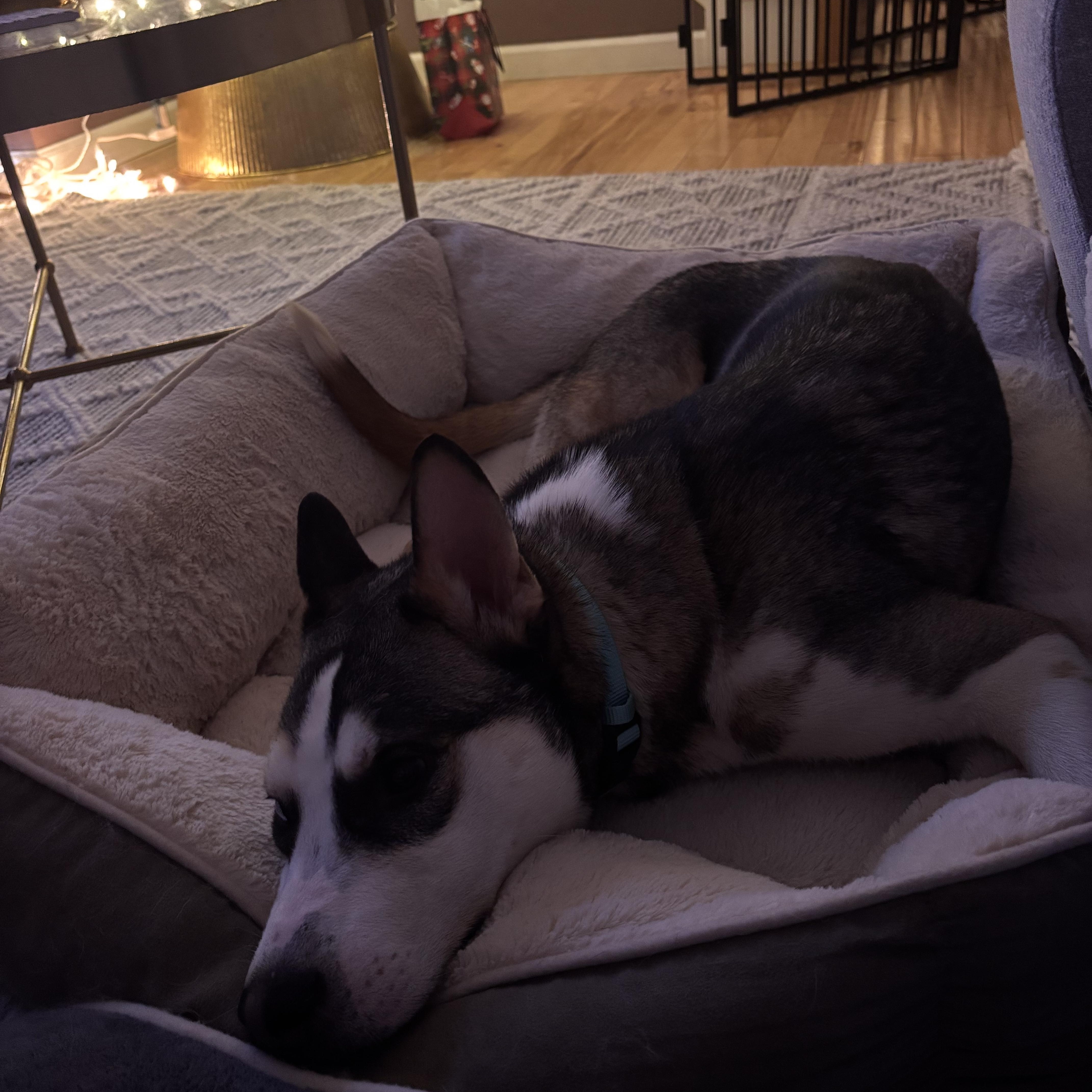 Enlarge Luke, a Adoptable Siberian Husky in Weston, MA image 6/6