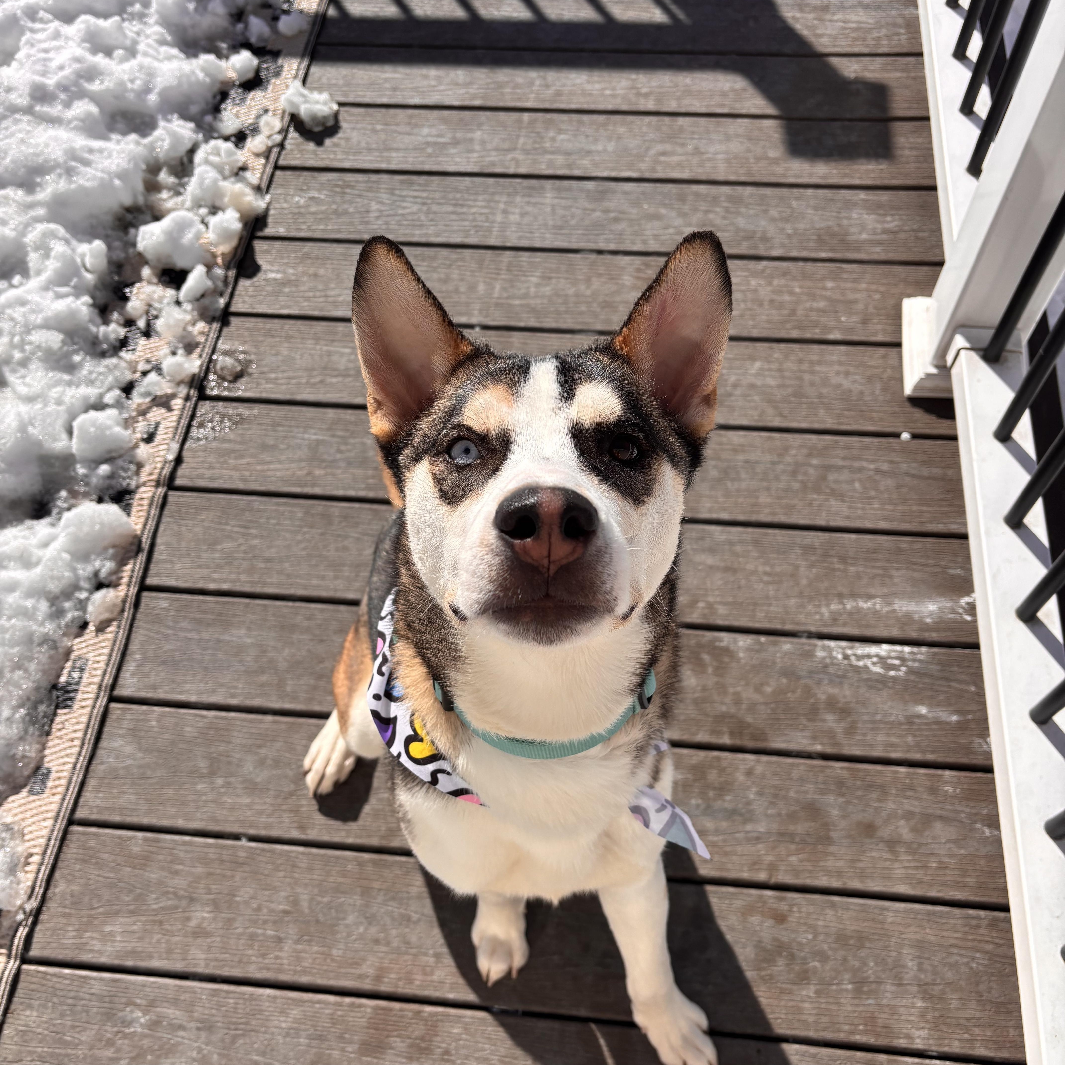 Luke, Adoptable, Young Male Siberian Husky.