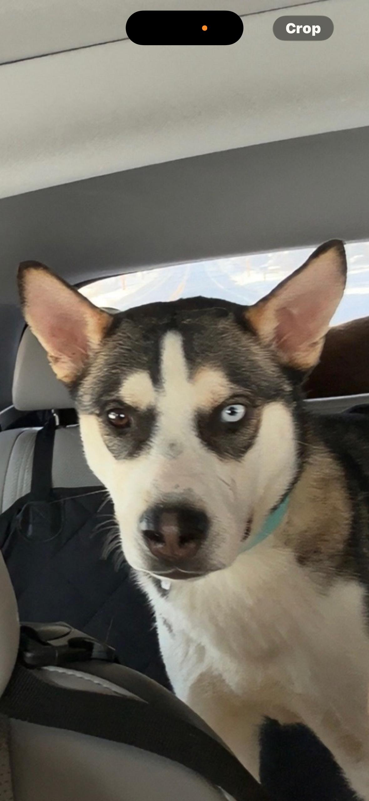 Luke, Adoptable, Young Male Siberian Husky.