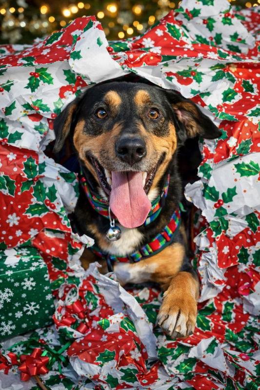 Mack, Adopted, Adult Male Coonhound & Hound.