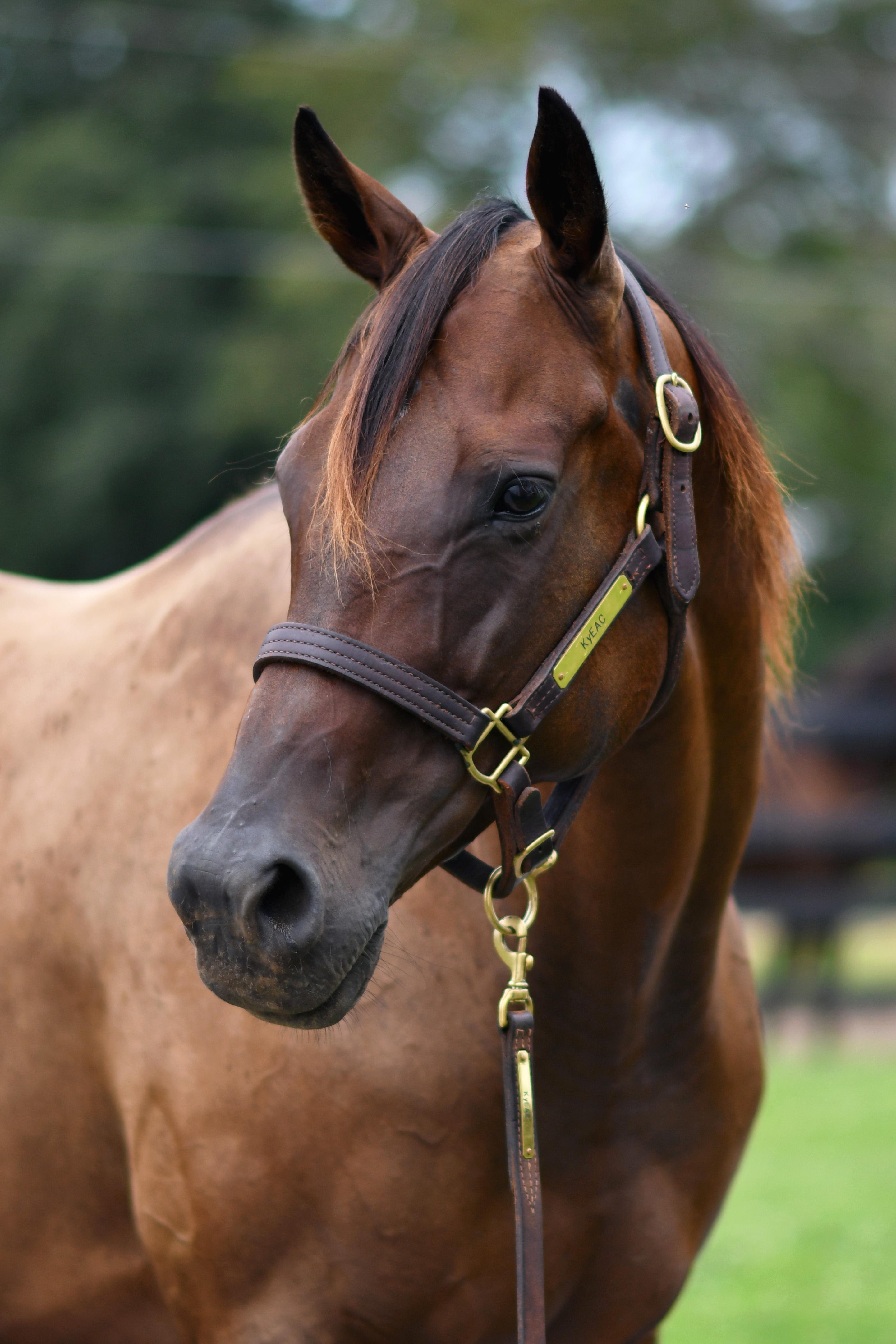 Enlarge Lightning Fire, a Adoptable Thoroughbred in Nicholasville, KY image 4/4