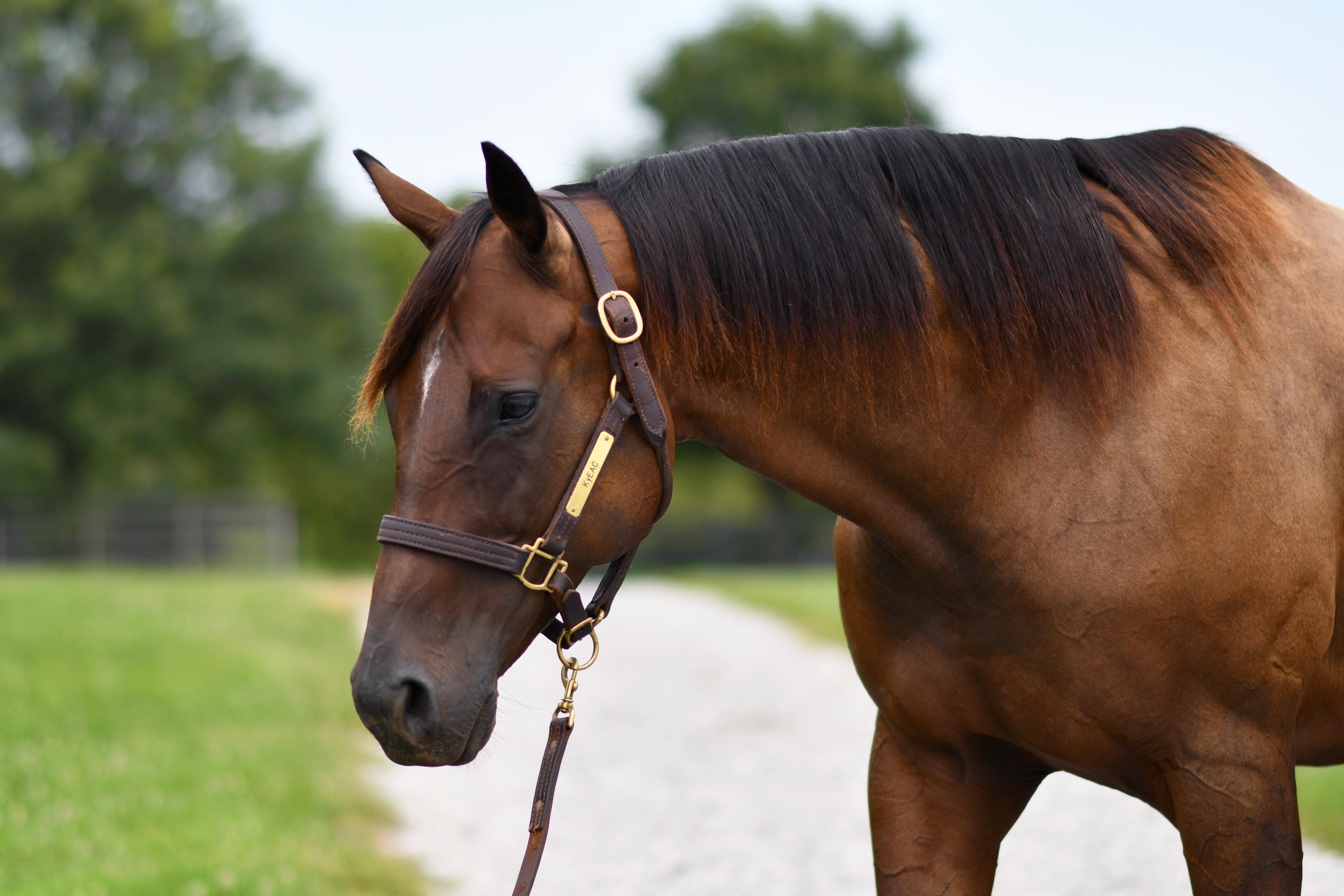 Lightning Fire, Adoptable, Adult Female Thoroughbred.