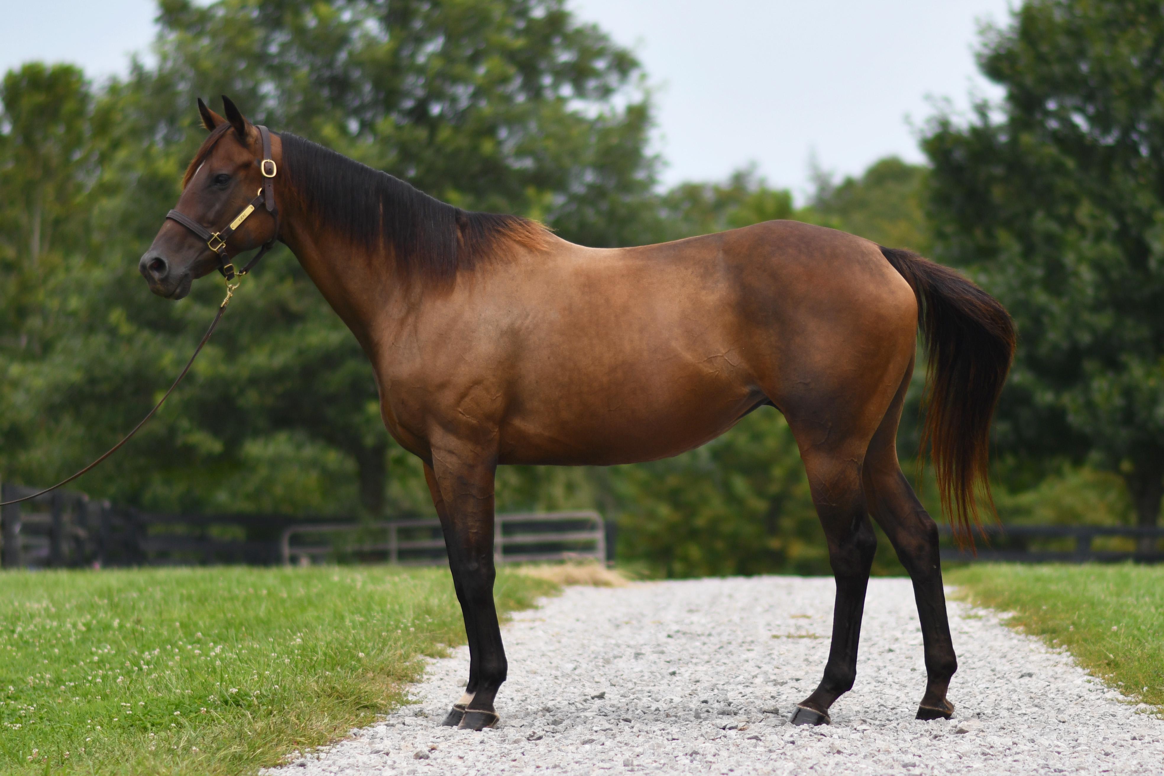 Enlarge Lightning Fire, a Adoptable Thoroughbred in Nicholasville, KY image 2/4