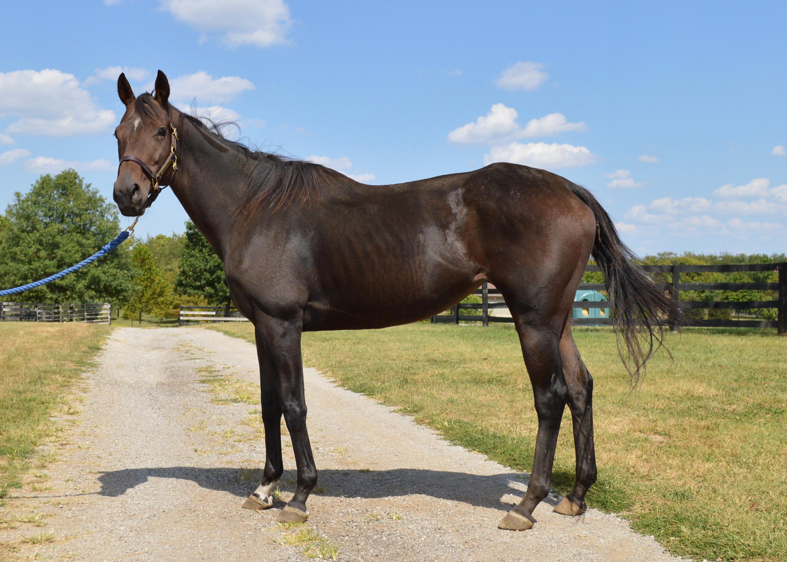 Enlarge Lightning Fire, a ADOPTABLE Thoroughbred in Nicholasville, KY image 1/1