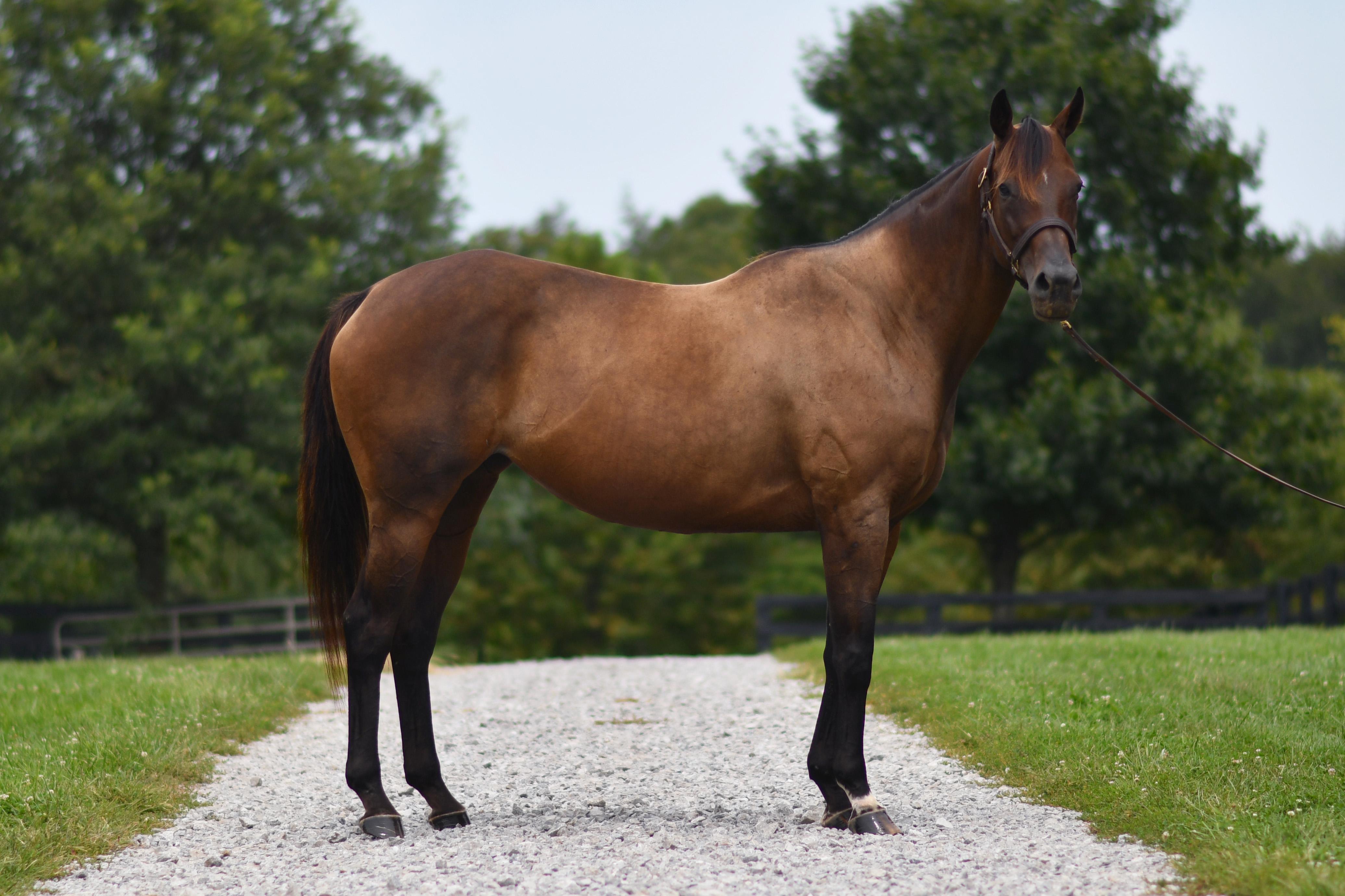 Enlarge Lightning Fire, a Adoptable Thoroughbred in Nicholasville, KY image 3/4