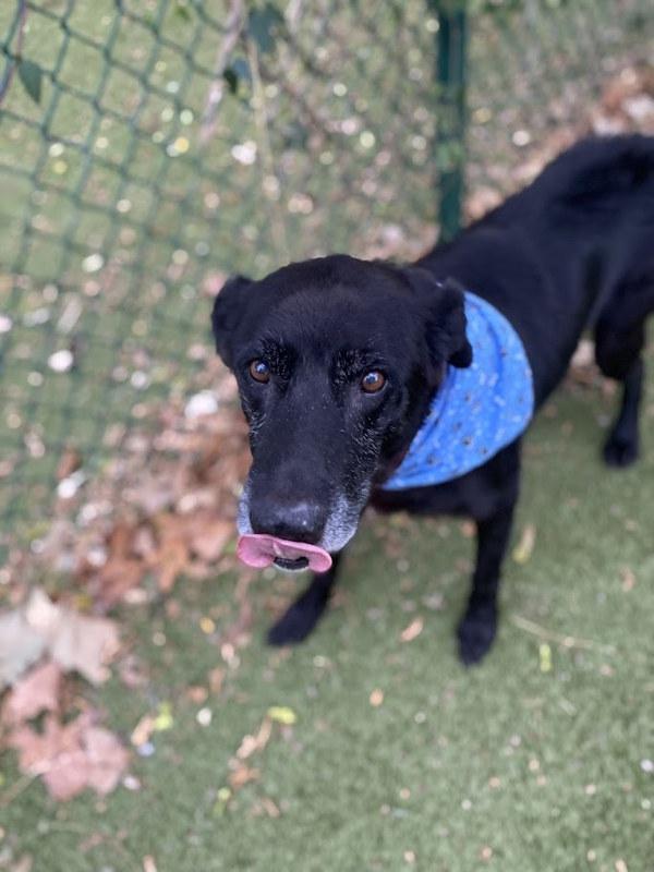 Homer — thumbnail 2