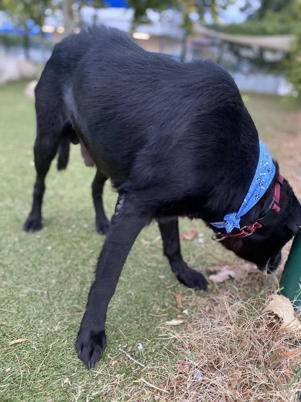 Homer — thumbnail 3