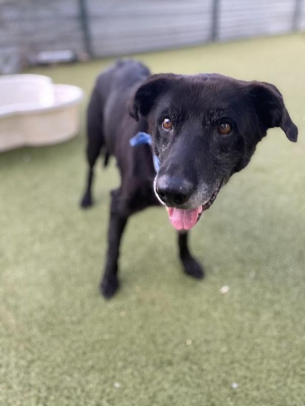 Homer — thumbnail 4