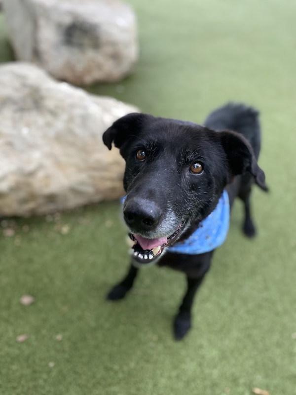 Homer — thumbnail 5