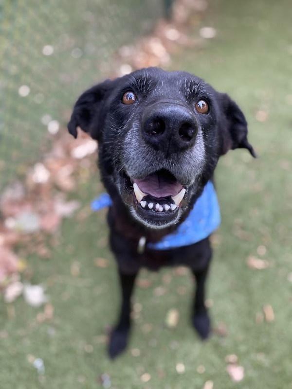 Homer — thumbnail 6