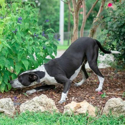 Rick, Adoptable, Senior Male Australian Cattle Dog / Blue Heeler & Mixed Breed.