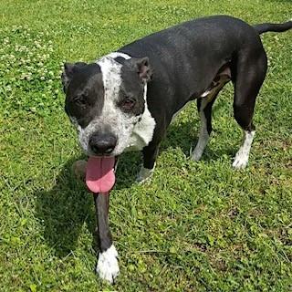 Rick, a Adoptable mixed breed in Tyler, TX image 2/6