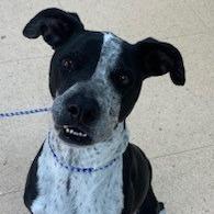 Rick, a Adoptable mixed breed in Tyler, TX image 3/6