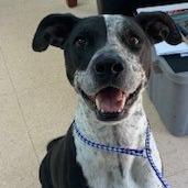 Rick, a Adoptable mixed breed in Tyler, TX image 4/6
