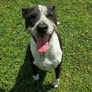 Rick, a Adoptable mixed breed in Tyler, TX image 5/6