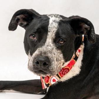 Rick, a Adoptable mixed breed in Tyler, TX image 6/6
