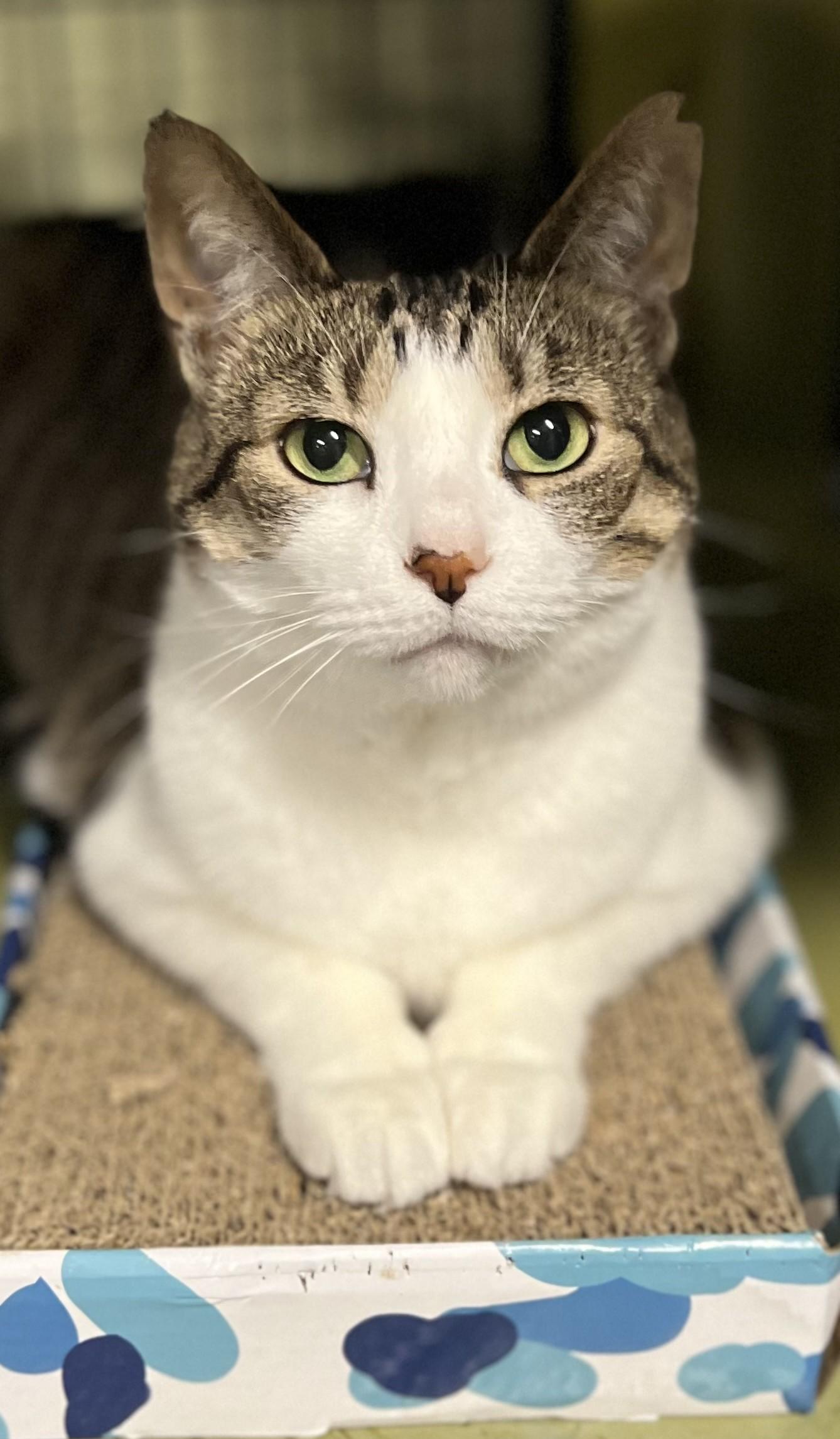 Rey, Adult Female unknown