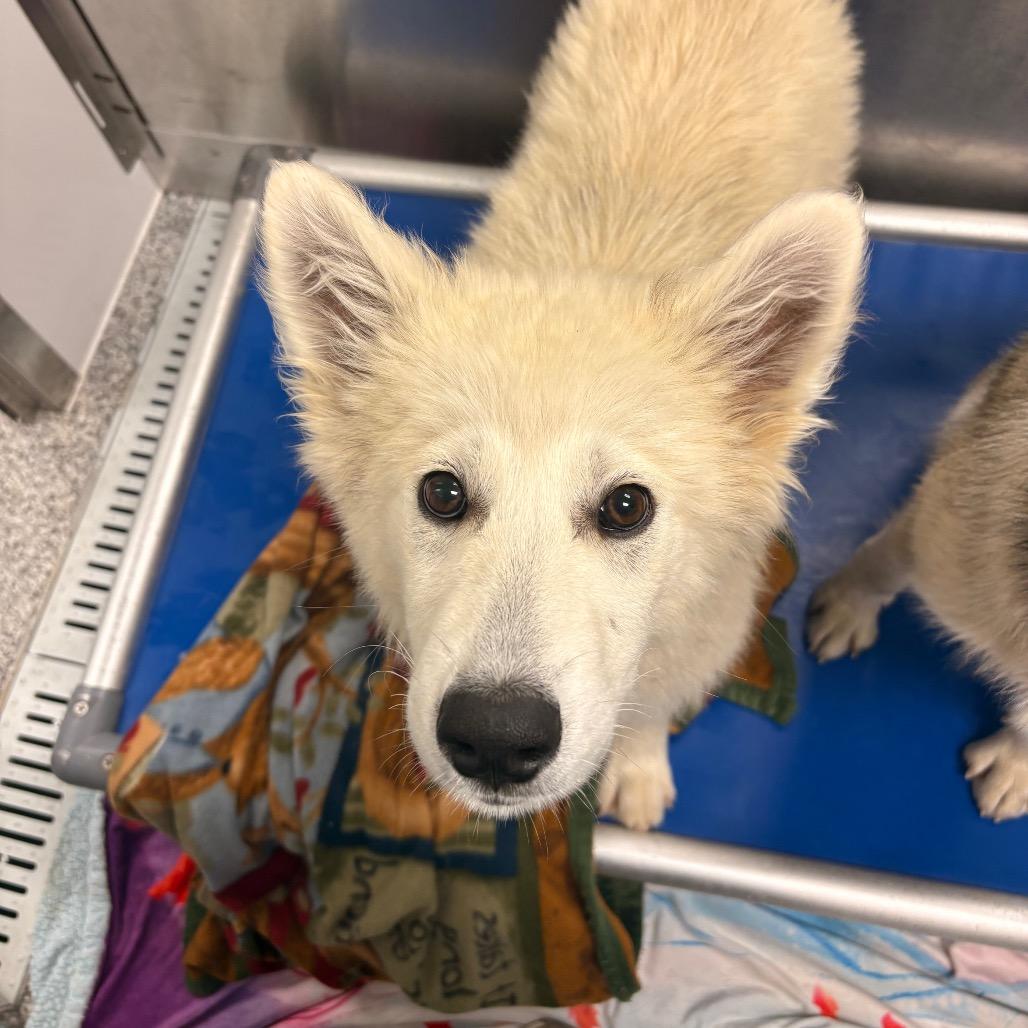 Enlarge Tiki, a Adoptable mixed breed in Saskatoon, SK image 1/1