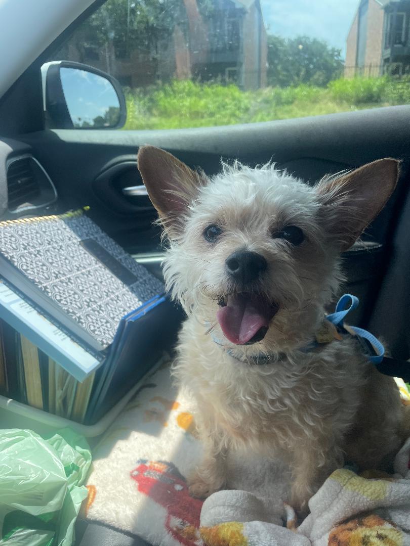 Benji
