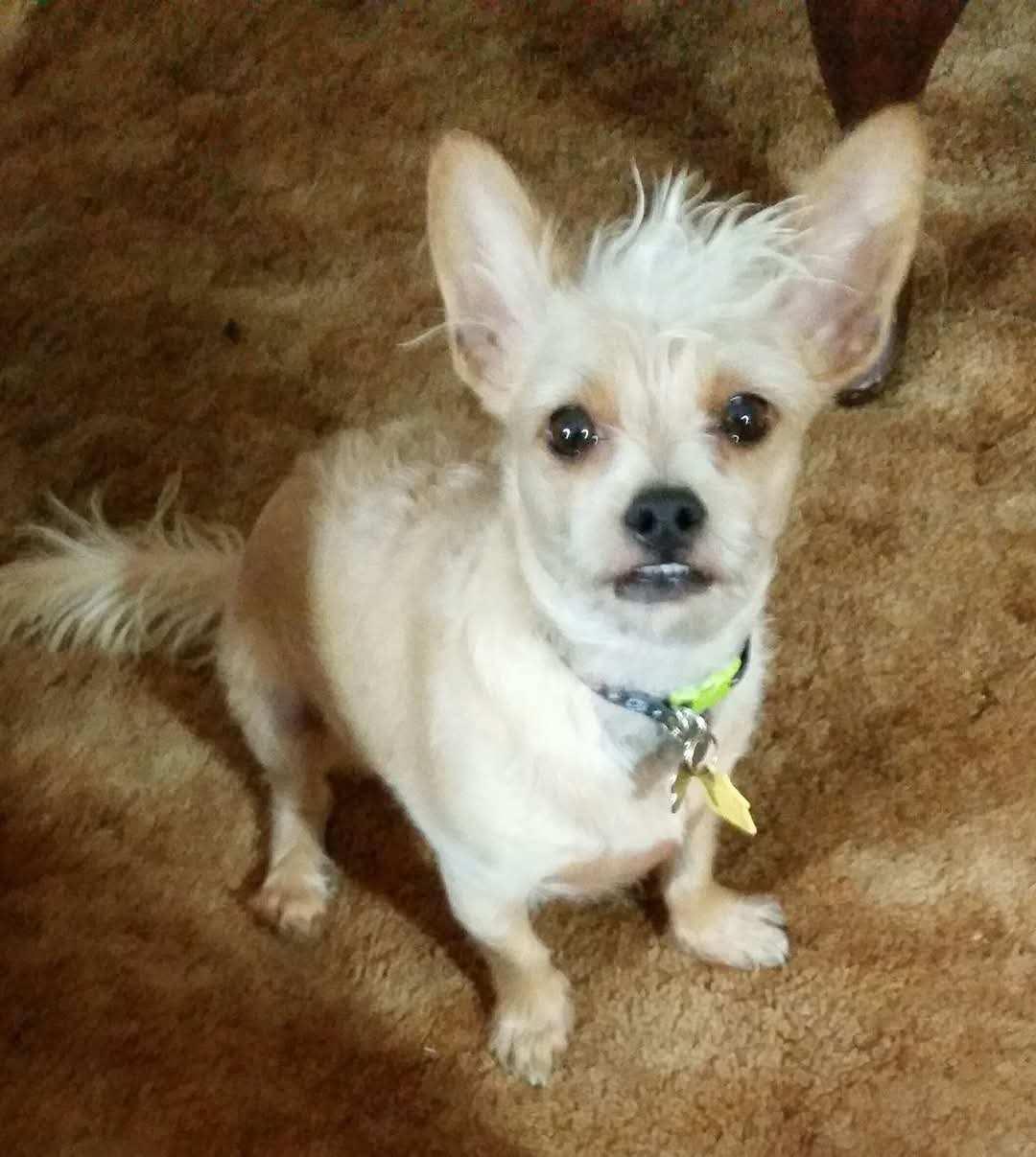 Benji