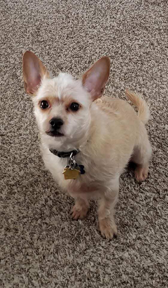 Benji