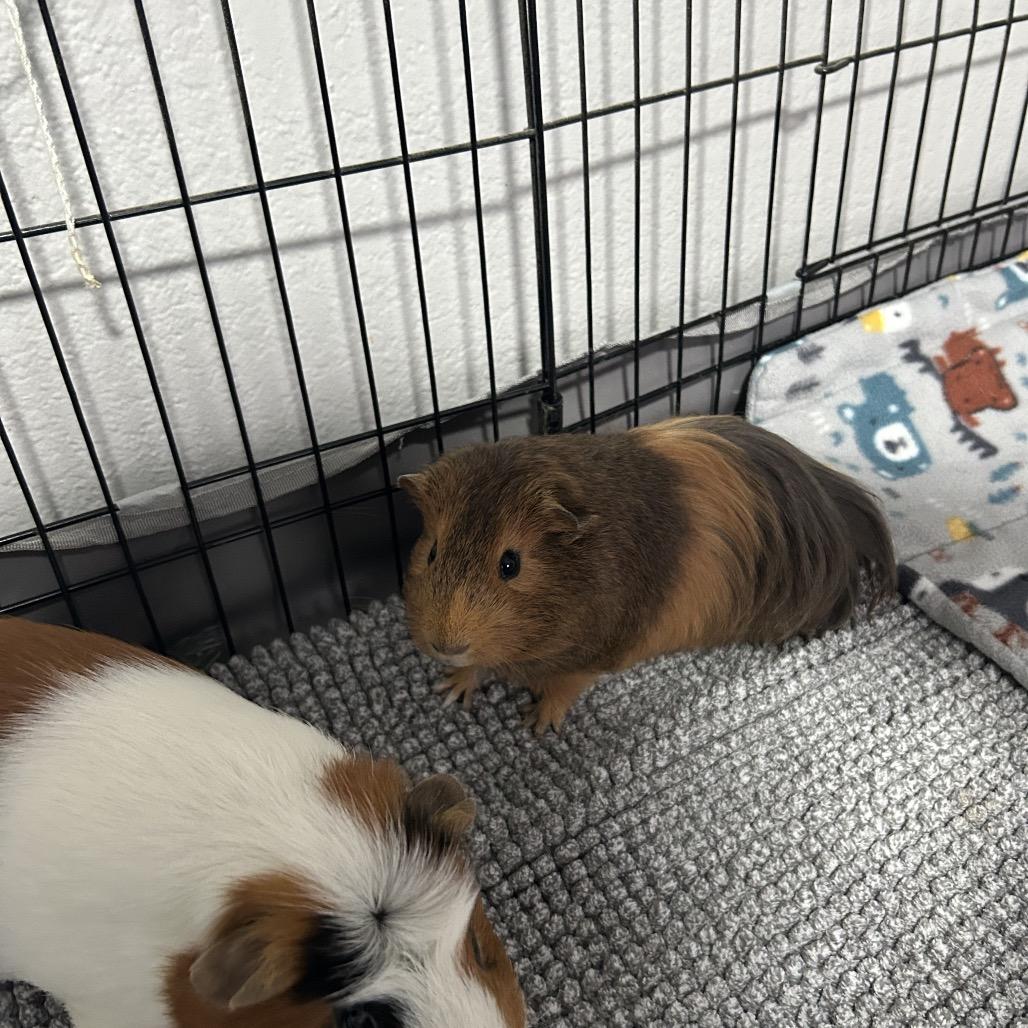 Enlarge Rooster, a Adoptable Guinea Pig in Las Vegas, NV image 1/3