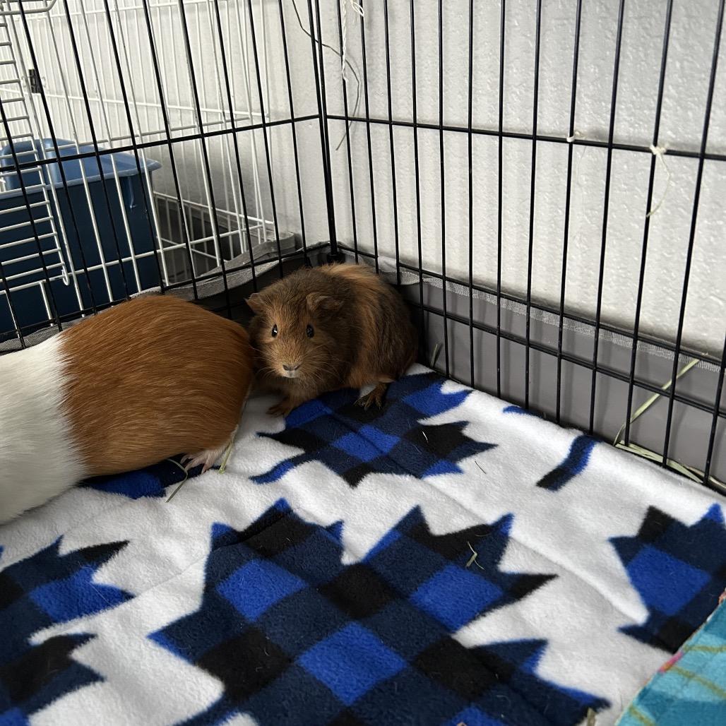 Enlarge Rooster, a Adoptable Guinea Pig in Las Vegas, NV image 2/3