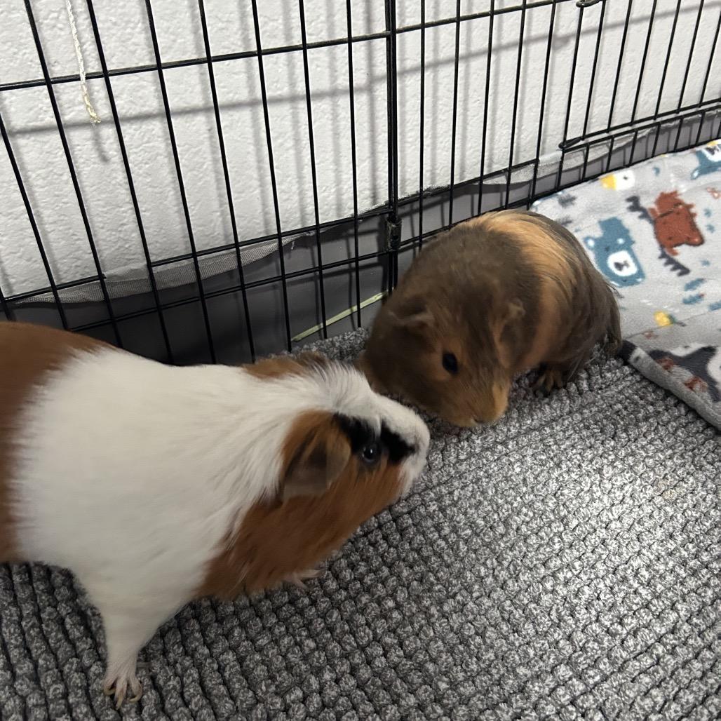 Enlarge Rooster, a Adoptable Guinea Pig in Las Vegas, NV image 3/3