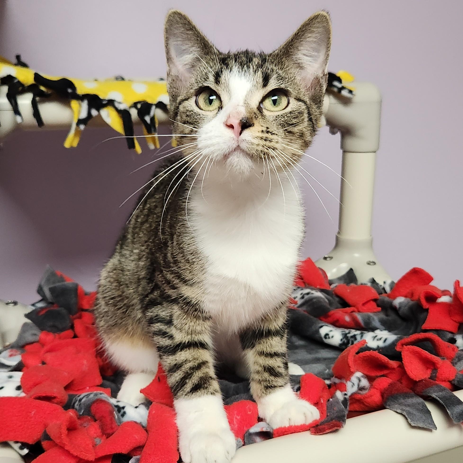Enlarge Decibel, a Adoptable Domestic Short Hair in Marshfield, WI image 2/6